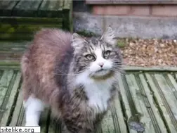 Sites similar to catwelfaresussex.com
