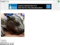 Sites similar to caughtindot.com