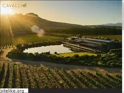 Sites similar to cavalliestate.com