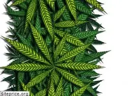 Sites similar to cbdoilzone.com