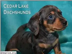 Sites similar to cedarlakedachshunds.com