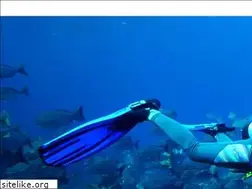 Sites similar to ceibahamas.org