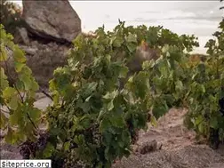 Sites similar to cellermartifabra.com