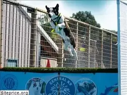 Sites similar to centralk9divingdogs.com