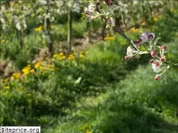 Sites similar to certifiedbeefriendly.org