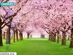 Sites similar to checkoutchorley.com