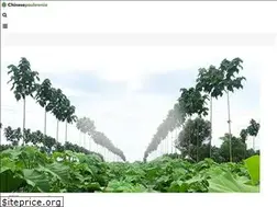 Sites similar to chinesepaulownia.com