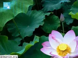Sites similar to chinoiserieblu.com