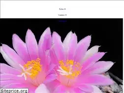 Sites similar to cibercactus.com