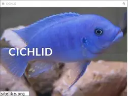 Sites similar to cichlid1.free.fr