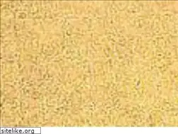 Sites similar to cittadicastellonline.it