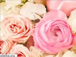 Sites similar to cityblossoms.com