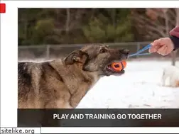 Sites similar to cloudninedogtraining.com