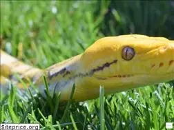 Sites similar to collisonzoo.com