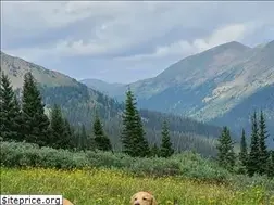 Sites similar to coloradogoldens.com
