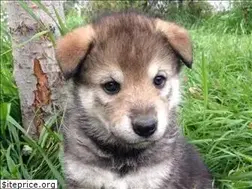 Sites similar to coloradowolfhybridpups.com