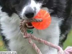 Sites similar to completeobedience.com