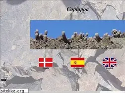 Sites similar to copiapoa.dk