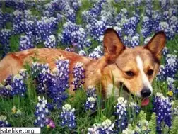 Sites similar to corgipuppyforsale.com