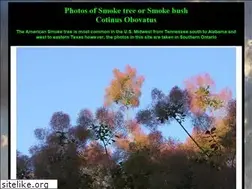 Sites similar to cotinus.net