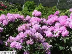 Sites similar to countryspringswholesalenursery.com