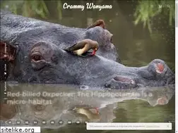 Sites similar to crammy-wanyama.com