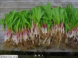 Sites similar to creativesustenance.com
