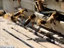 Sites similar to ctpestcontrolassociation.org