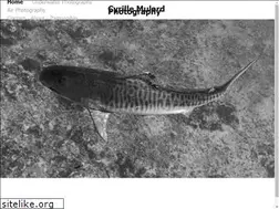 Sites similar to cyrille-mulard.com