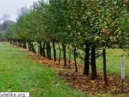 Sites similar to dachadizain.ru