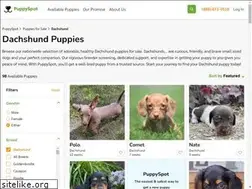 Sites similar to dachshundpuppiesforsale.net