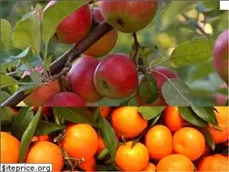 Sites similar to dailyfruitwine.com