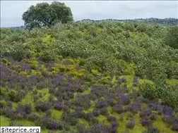 Sites similar to dalenguadiana.pt