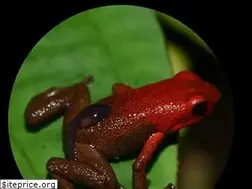 Sites similar to dendrowiki.org