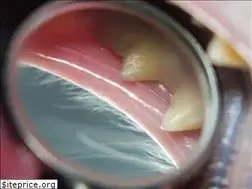 Sites similar to dentalveterinarysupplies.com