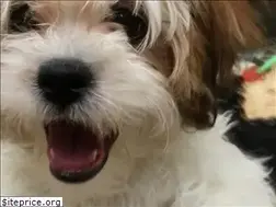 Sites similar to denverperfectpets.com
