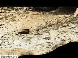 Sites similar to depalmtours.com