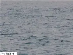Sites similar to destin-tanganyika.com