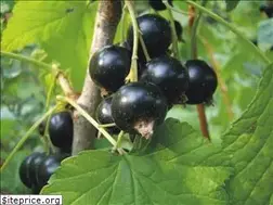 Sites similar to dffarms.com