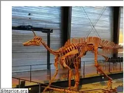 Sites similar to dinosauria.org
