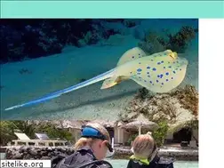 Sites similar to dive-with-me.com
