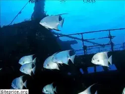 Sites similar to divemike.com