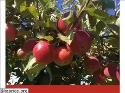 Sites similar to dixieorchards.com