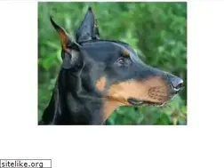 Sites similar to dobermann-hilfe.de