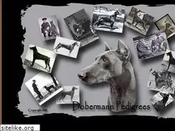Sites similar to dobermann-pedigrees.com