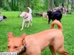 Sites similar to dogcountrydogcamp.com