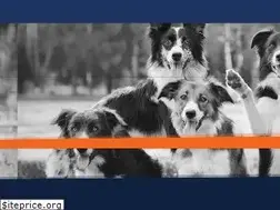 Sites similar to dogtrainerssanfrancisco.com