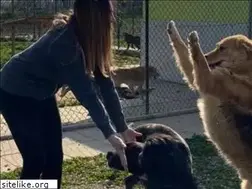 Sites similar to dogvillage.dog