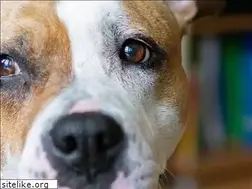 Sites similar to dogzz.pl