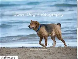 Sites similar to downdogphotos.com